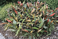 Philodendron Caramel Marble Live Plant - 4 Inch Growers Pot