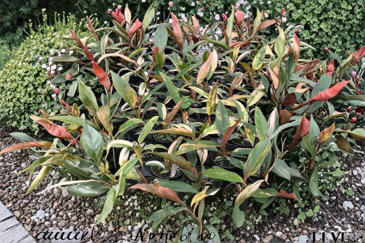 Philodendron Caramel Marble Live Plant - 4 Inch Growers Pot