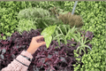 Alocasia odora 'Batik' Snow Odora Variegated Starter Plants - 2-pack, Bare Root