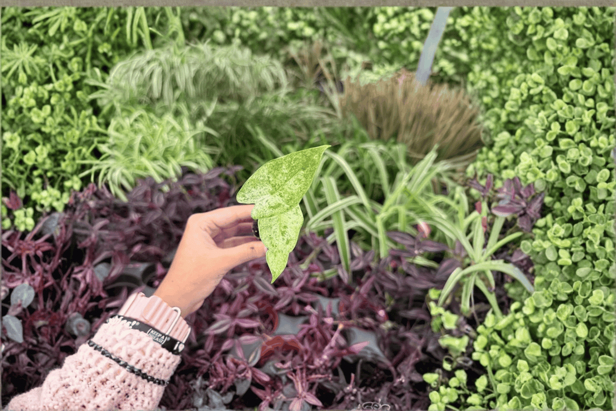 Alocasia odora 'Batik' Snow Odora Variegated Starter Plants - 2-pack, Bare Root