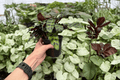 Goeppertia insignis (Rattlesnake Calathea) - 2 Live Plants in 4-Inch Pots