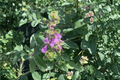 Summer Sunshine Wall Germander Teucrium chamaedrys – 4-Inch Pot, Live Plant