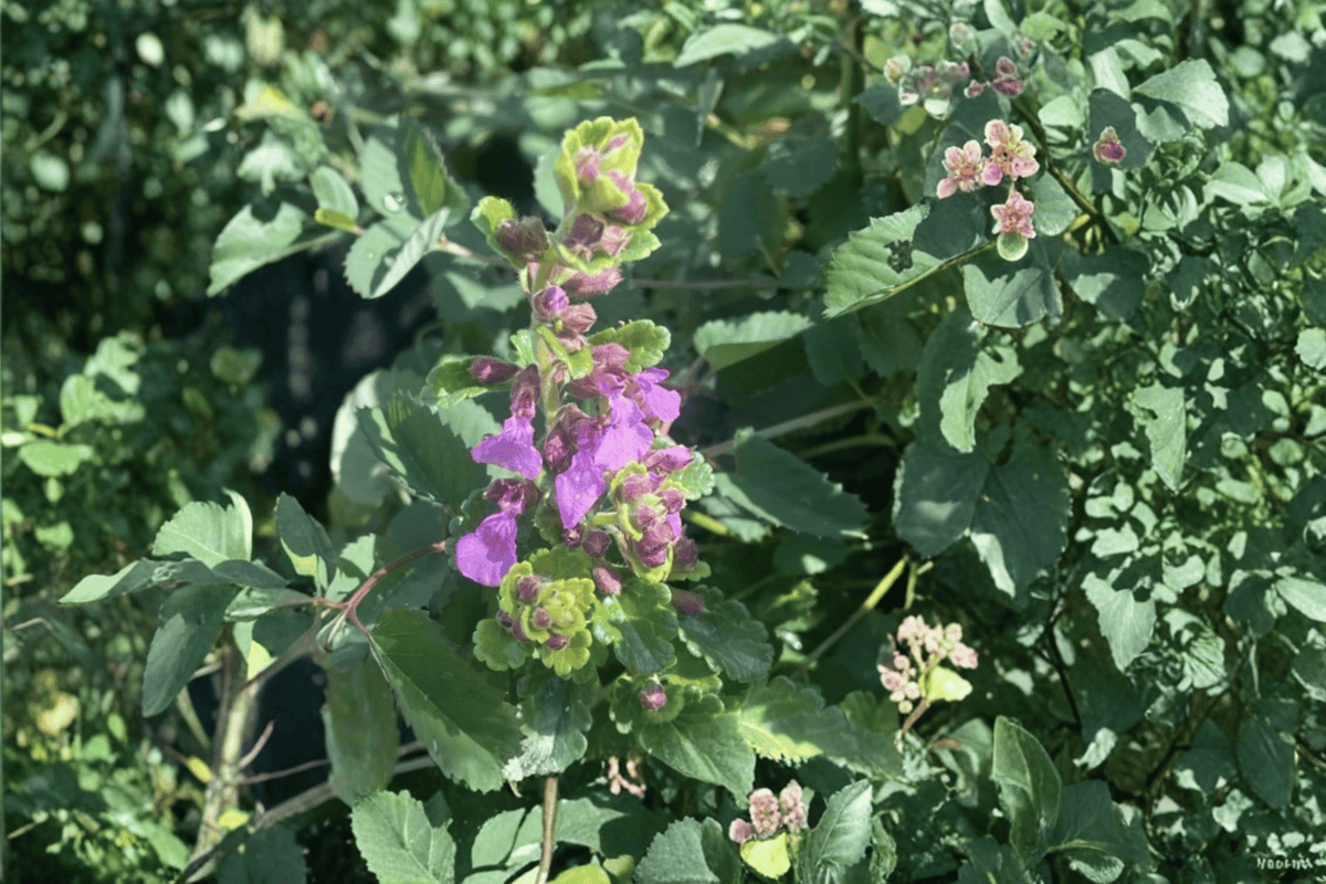 Summer Sunshine Wall Germander Teucrium chamaedrys – 4-Inch Pot, Live Plant