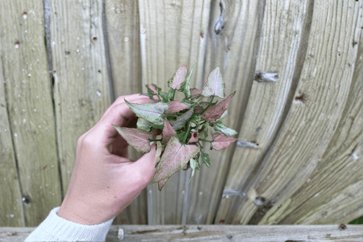 Syngonium Neon Pink Starter Plants – 2 Live Cuttings (Bare Root)