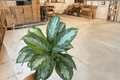 Aglaonema Silver Bay Live Plants - 2 in 6-Inch Pots