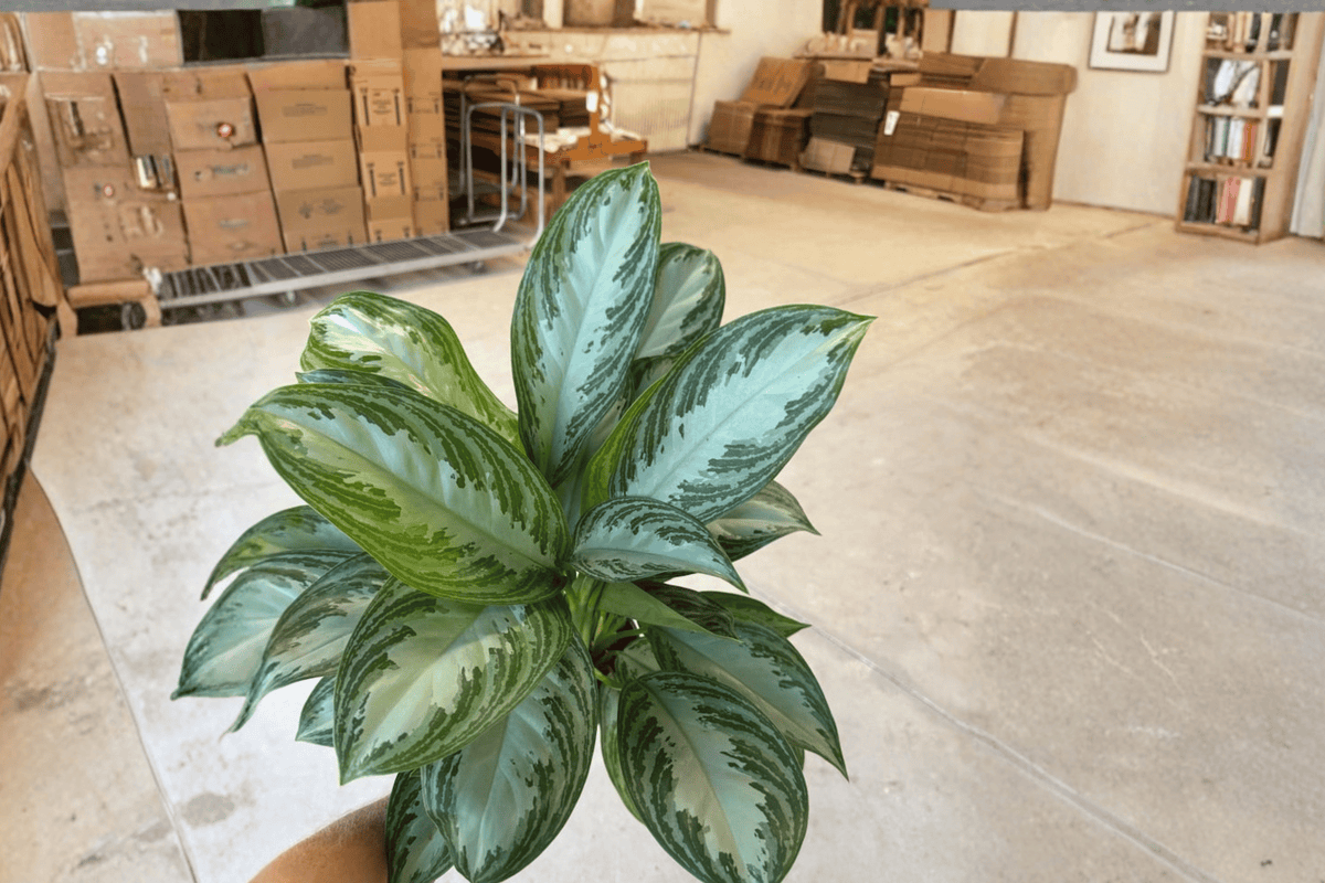 Aglaonema Silver Bay Live Plants - 2 in 6-Inch Pots