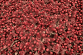 Dragon’s Blood Stonecrop (Sedum spurium) - 1 Live Plant in 4-Inch Pot