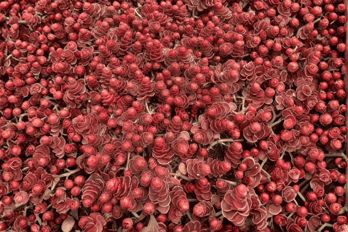 Dragon’s Blood Stonecrop (Sedum spurium) - 1 Live Plant in 4-Inch Pot