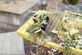 Hoya Sigillatis 4" Rooted Starter Plant | Silver-Speckled Foliage