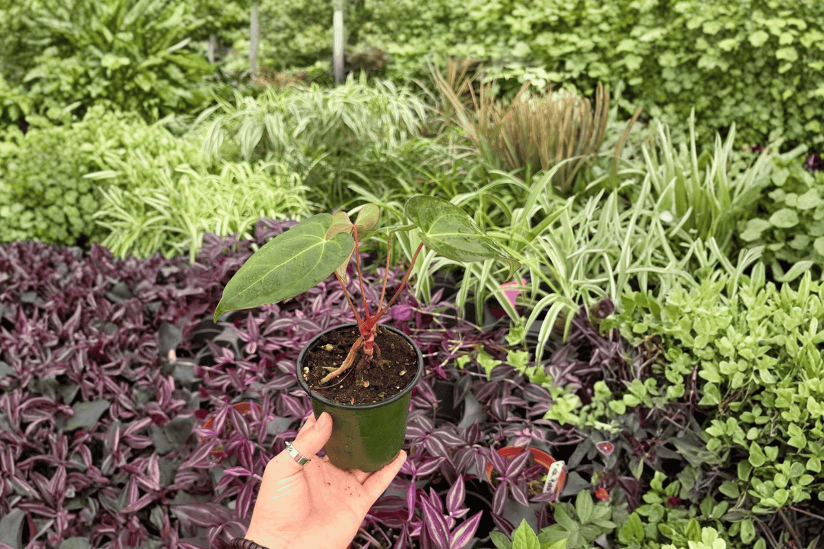Anthurium FS x Blue Papi Live Plants – 2 Exact Plants in Pots