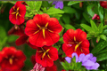 Calibrachoa MiniFamous Neo Red Hawaii Million Bells - 4-Inch Pot, Live Plant