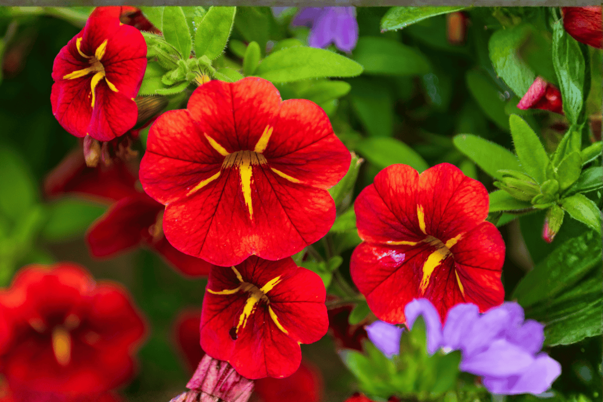 Calibrachoa MiniFamous Neo Red Hawaii Million Bells - 4-Inch Pot, Live Plant