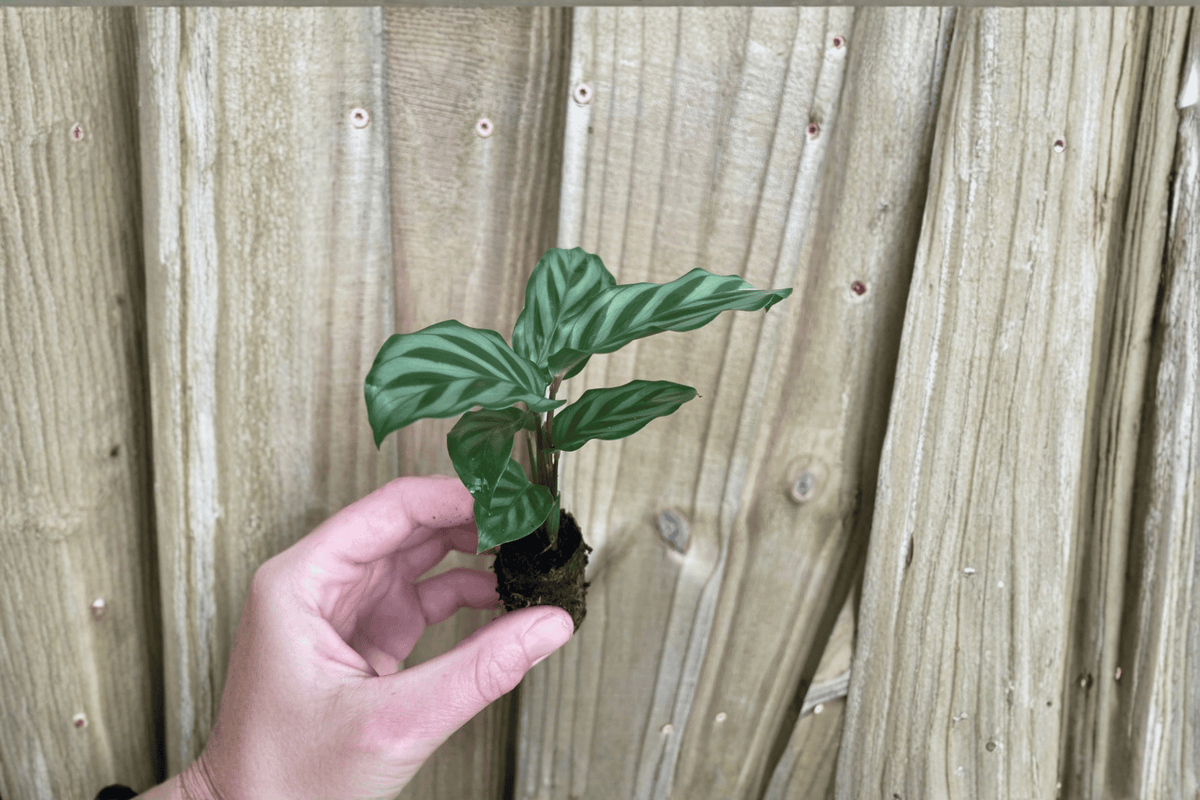 Calathea Freddie Goeppertia concinna Starter Plants – 2 Live Starter Plants