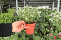 Alternanthera Snow Queen - 2 Live Plants in 4-Inch Pot (Exact Plants)