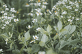 White Delight Beggarticks Bidens ferulifolia 4-Inch Live Plant