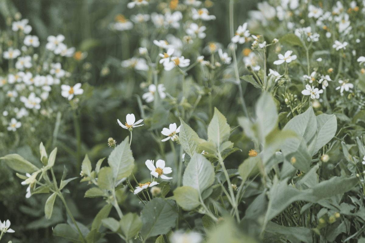 White Delight Beggarticks Bidens ferulifolia 4-Inch Live Plant