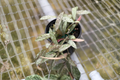 Hoya Sigillatis Live Plant - 4 Inch Rooted Starter Plant, Silver Speckled Foliage