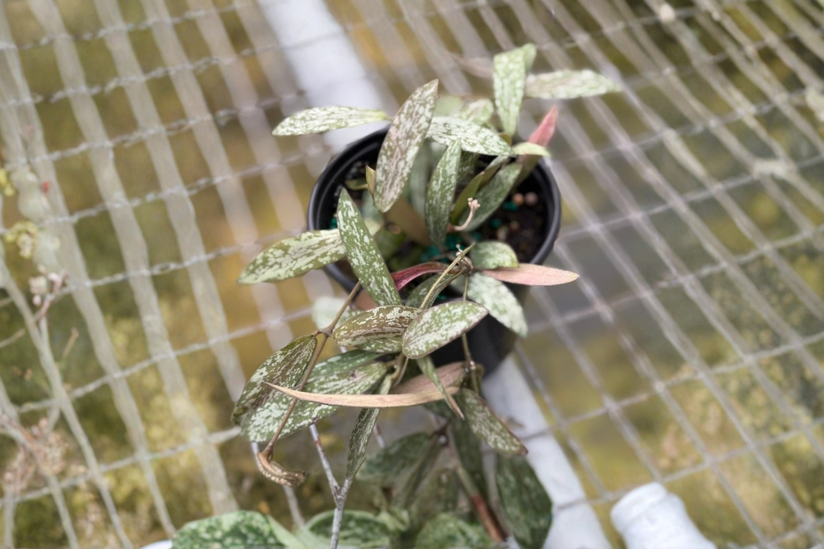 Hoya Sigillatis Live Plant - 4 Inch Rooted Starter Plant, Silver Speckled Foliage