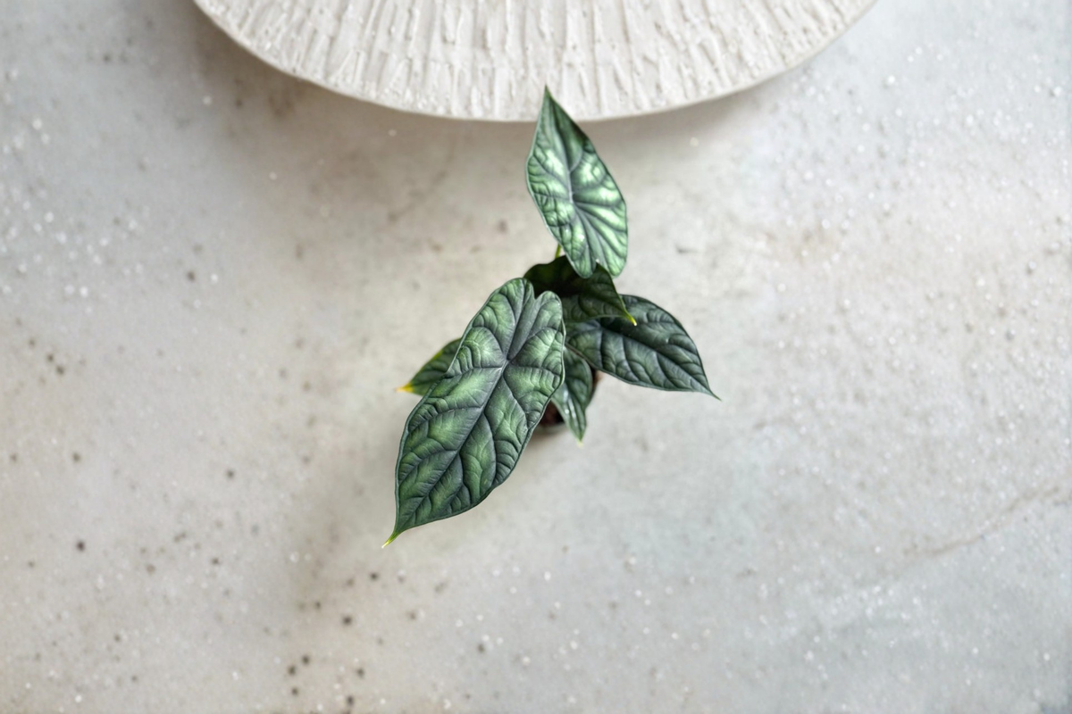 Alocasia Dragon Scale Live Plant - 4-Inch Rooted Cutting