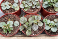 Peperomia Pink Lady - Variegated Starter Houseplant (4 Inch Pot)