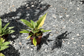 Philodendron Ring of Fire Variegated - Rooted 4-Inch Pot Live Plant
