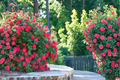 Double Knock Out Red Rose 3 Gal Live Plant - Red Shrub Rose for Garden Beds & Borders