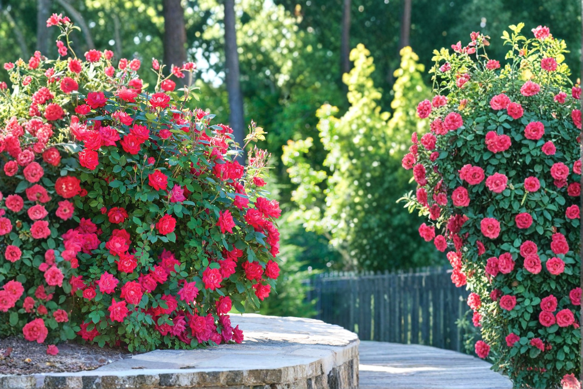 Double Knock Out Red Rose 3 Gal Live Plant - Red Shrub Rose for Garden Beds & Borders
