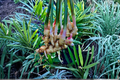 Thai Galangal (Alpinia galanga) Two Live Plants in One Pot | Culinary Herb