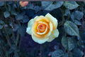 Gold Medal Rose – 3 Gal Live Plant, Yellow-Orange Grandiflora Rose Bush