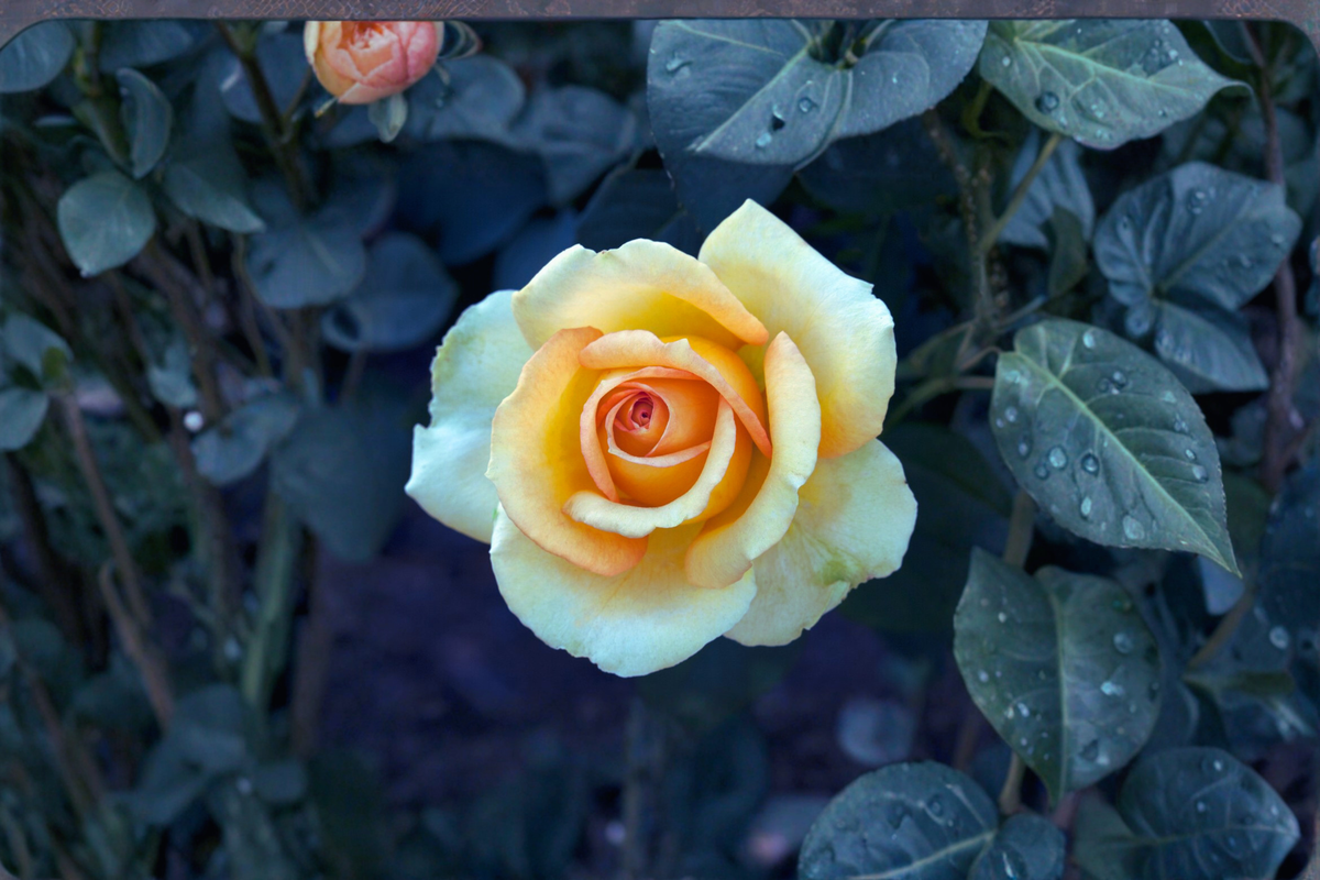 Gold Medal Rose – 3 Gal Live Plant, Yellow-Orange Grandiflora Rose Bush