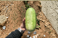Rare Giant Cucumber Tree Seeds - Magnolia acuminata, 15 Seeds
