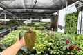 Anthurium Legend x Dark Phoenix - 2 Exact Live Plants in 4-Inch Pots