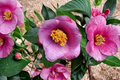 Japanese Camellia 'Grape Soda' - 3 Gallon Evergreen Flowering Shrub