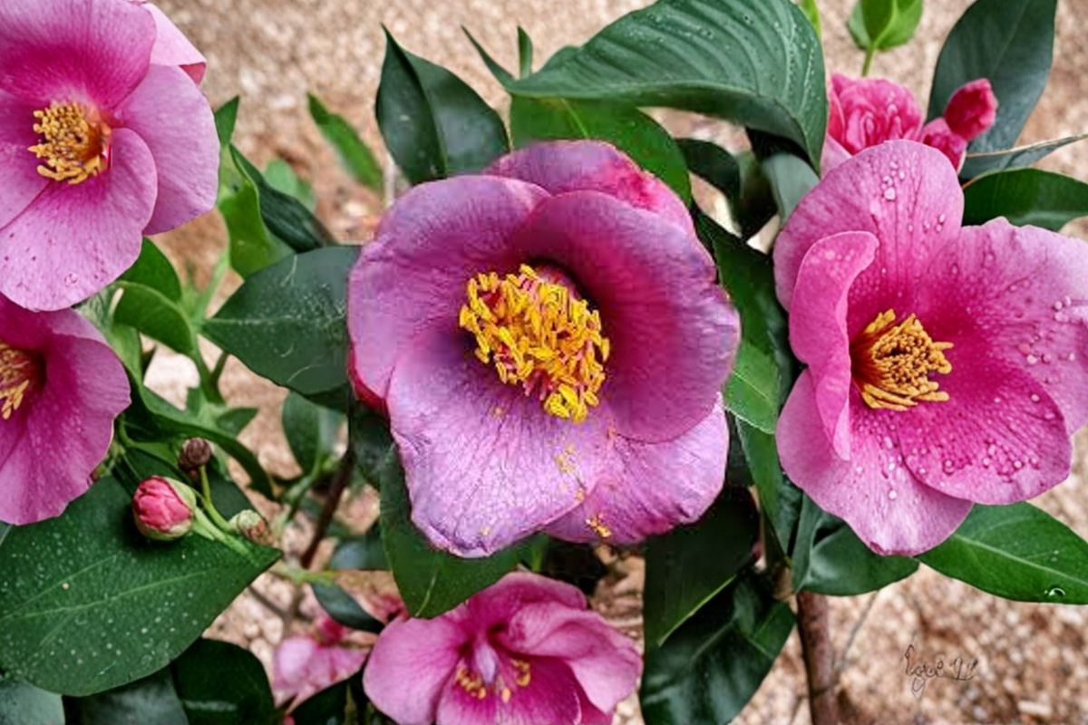 Japanese Camellia 'Grape Soda' - 3 Gallon Evergreen Flowering Shrub