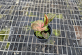 Syngonium Strawberry Ice Live Plant - Pink Variegated Arrowhead Starter Plant