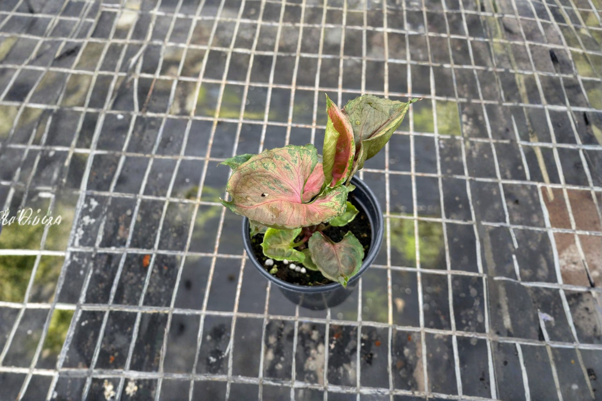 Syngonium Strawberry Ice Live Plant - Pink Variegated Arrowhead Starter Plant