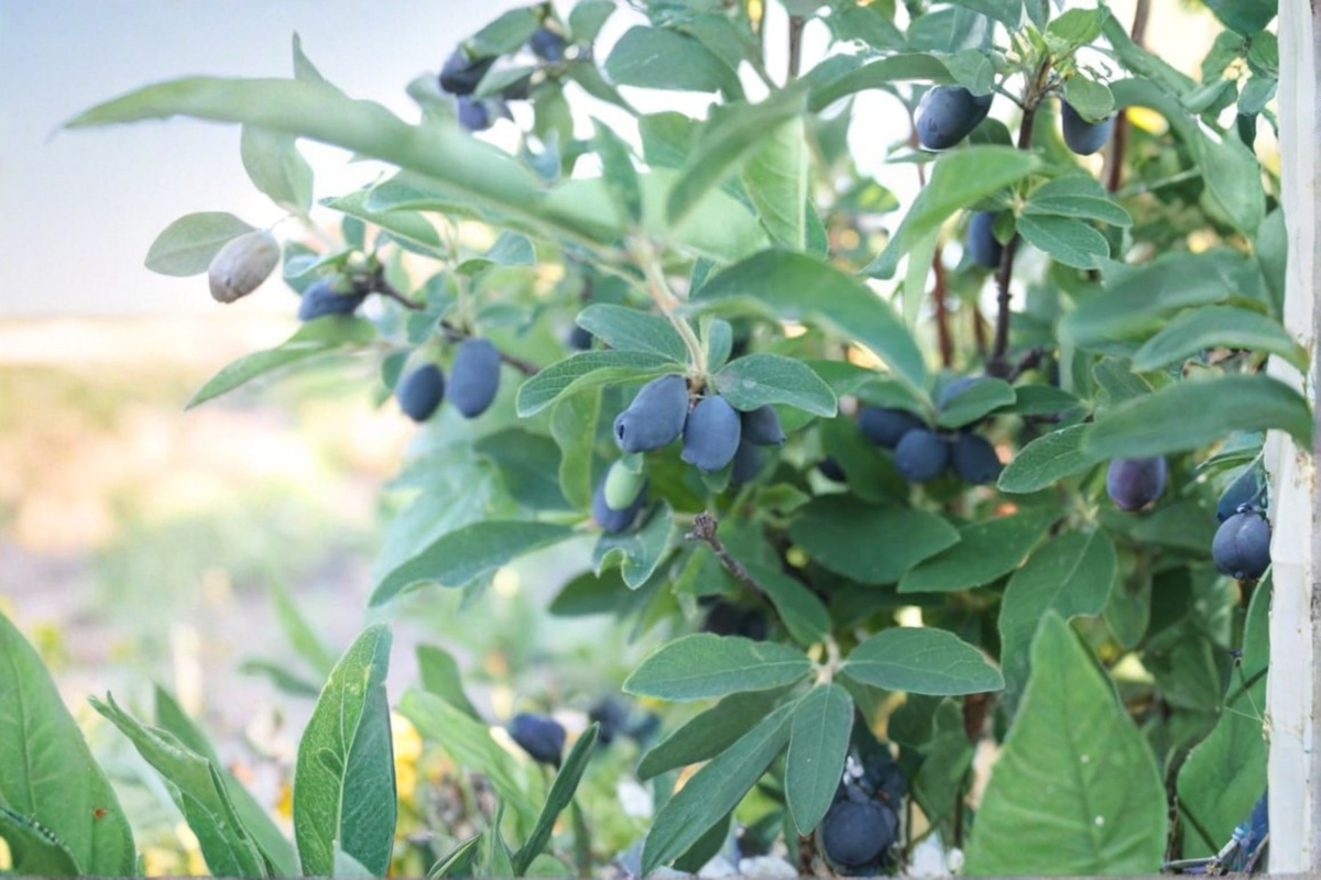 Blue Sea Honeyberry Live Plant (Lonicera caerulea) - Fruitful Haskap Shrub