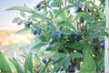 Blue Velvet Honeyberry (Lonicera caerulea) 1 Gallon Potted Fruit Bearing Plant