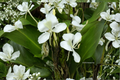 White Ginger Lily Hedychium coronarium Live Plant - Rooted Cutting, 1 Plant