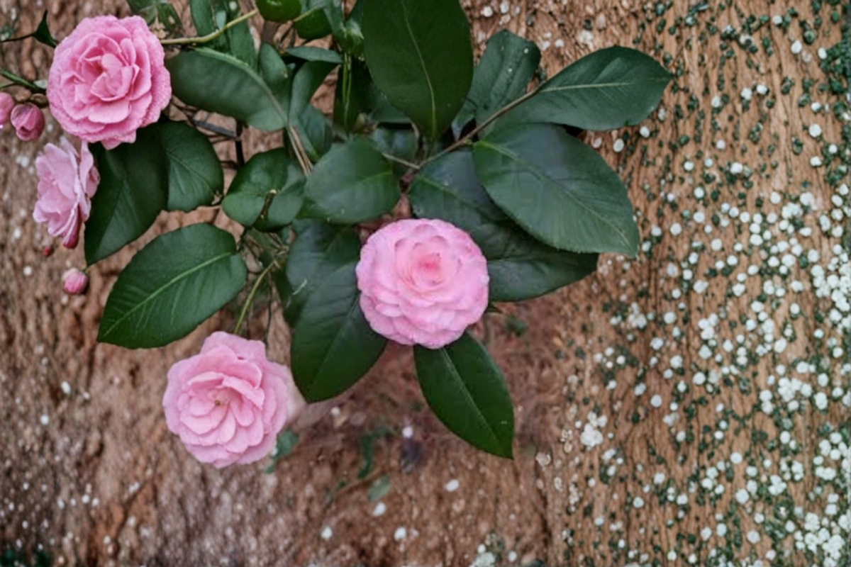 Japanese Camellia Grace Albritton - 1 Gallon Pink Evergreen Shrub