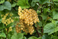 Zitavia White Currant Plant | Live Berry Shrub - Upright, Ready to Plant