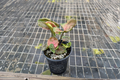 Syngonium Strawberry Ice Live Plant - Rooted Starter Arrowhead Plant