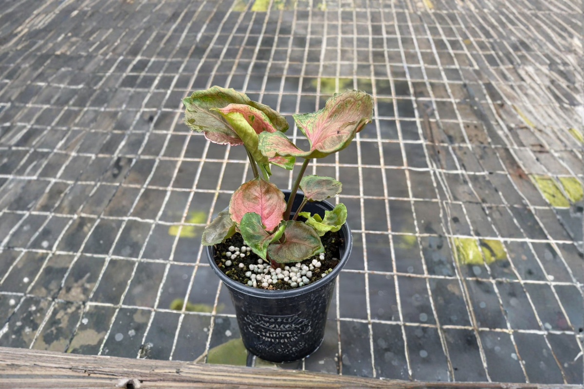 Syngonium Strawberry Ice Live Plant - Rooted Starter Arrowhead Plant