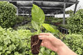 Variegated Rhaphidophora Puberula - 2 Live Starter Plants (Exact Plants)