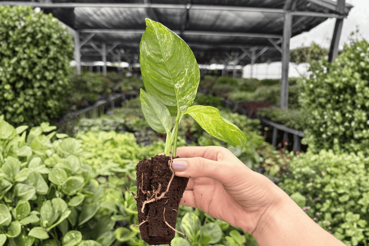 Variegated Rhaphidophora Puberula - 2 Live Starter Plants (Exact Plants)