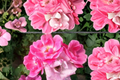 Pink Knock Out Rose Bush - 3 Gal Live Plant, Medium Pink Bloom, Full Sun, Low Maintenance