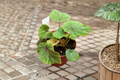 Begonia Sericoneura Lindleyana - Rare Rex Begonia Live Plant, 4-Inch Pot