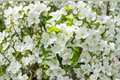 Sugar Tyme Crabapple Tree - 4-6 Ft Live Ornamental Malus ‘Sugar Tyme’ with White Flowers
