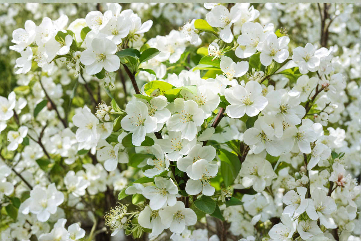 Sugar Tyme Crabapple Tree - 4-6 Ft Live Ornamental Malus ‘Sugar Tyme’ with White Flowers