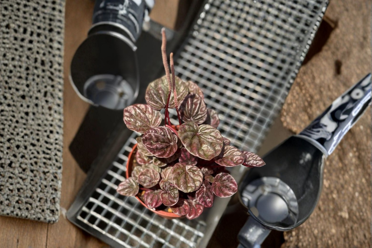 Peperomia Schumi Red Live Plant | 3-Inch Pot, Deep Red Foliage, Beginner Friendly